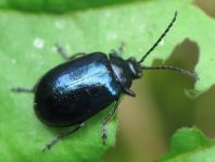 Erlenblattkäfer, Agelastica alni