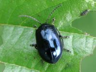 Erlenblattkäfer, Agelastica alni