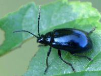 Erlenblattkäfer, Agelastica alni