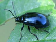 Erlenblattkäfer, Agelastica alni