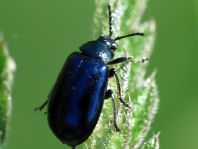 Erlenblattkäfer, Agelastica alni
