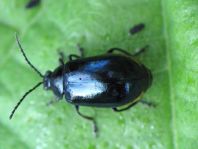 Erlenblattkäfer, Agelastica alni