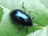 Erlenblattkäfer, Agelastica alni