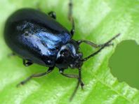 Erlenblattkäfer, Agelastica alni