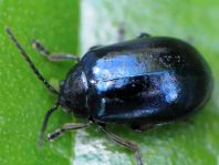 Erlenblattkäfer, Agelastica alni