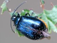 Erlenblattkäfer, Agelastica alni