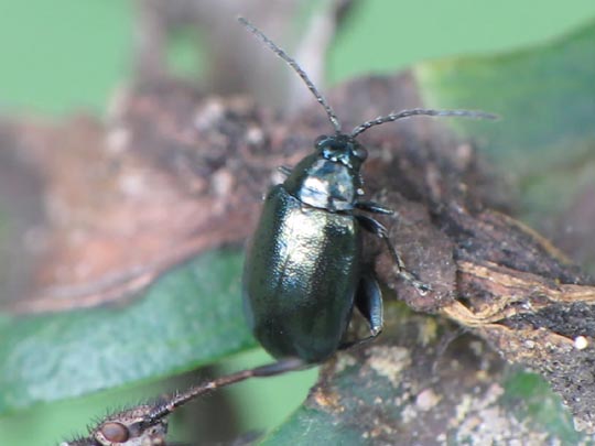 Altica