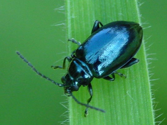 Altica