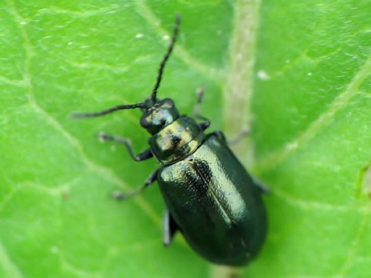 Altica