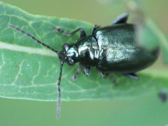 Altica