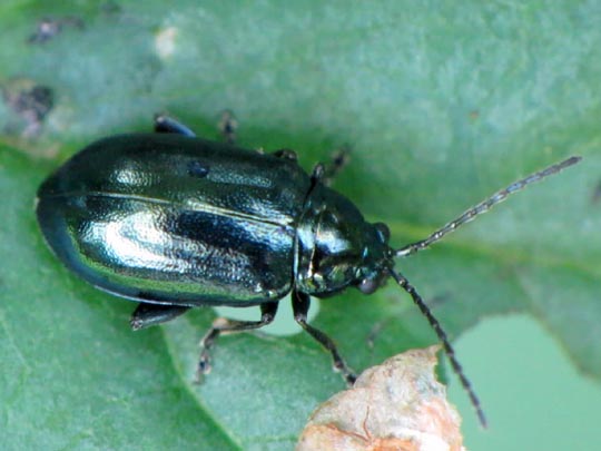 Altica