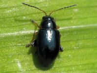 Aphthona nonstriata