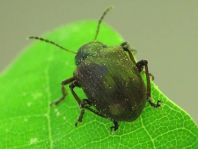 Bromius obscurus
