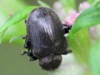 Bromius obscurus