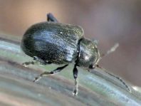 Bromius obscurus