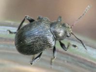 Bromius obscurus