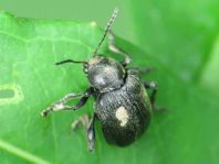 Bromius obscurus