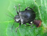 Bromius obscurus