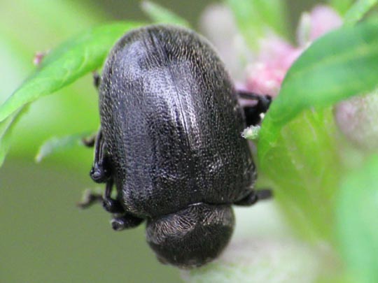 Bromius obscurus