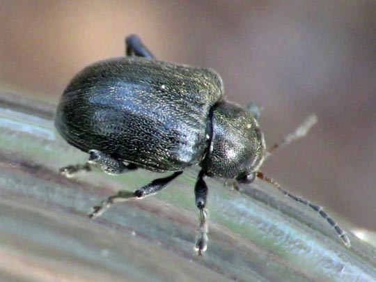 Bromius obscurus