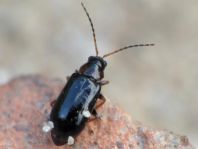 Calomicrus pinicola