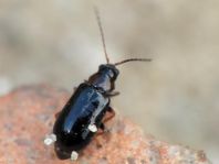 Calomicrus pinicola