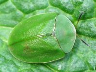 Cassida viridis