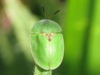 Distel-Schildkäfer, Cassida rubiginosa