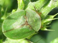 Distel-Schildkäfer, Cassida rubiginosa
