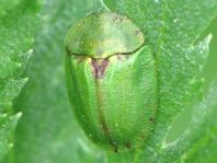 Cassida stigmatica