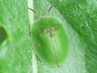 Distel-Schildkäfer, Cassida rubiginosa
