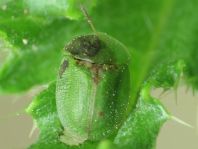 Distel-Schildkäfer, Cassida rubiginosa