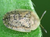 Cassida nebulosa
