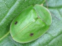 Cassida viridis