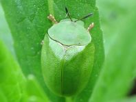 Cassida viridis