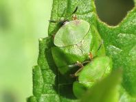 Cassida viridis