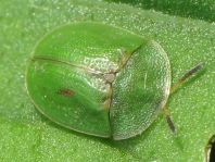 Distel-Schildkäfer, Cassida rubiginosa