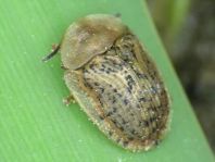 Cassida nebulosa