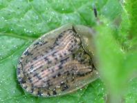 Cassida nebulosa
