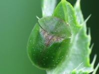 Distel-Schildkäfer, Cassida rubiginosa
