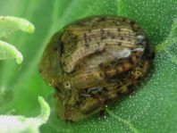 Cassida nebulosa