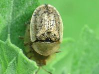 Cassida nebulosa