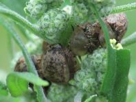 Cassida nebulosa