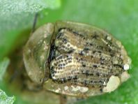 Cassida nebulosa