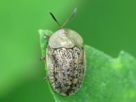 Cassida nebulosa
