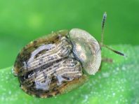 Cassida nebulosa