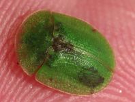 Distel-Schildkäfer, Cassida rubiginosa