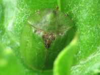 Distel-Schildkäfer, Cassida rubiginosa
