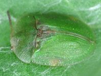 Distel-Schildkäfer, Cassida rubiginosa