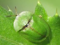 Distel-Schildkäfer, Cassida rubiginosa